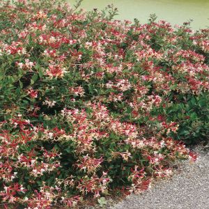 Kamperfoelie Tweekleurig