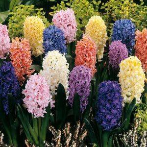 Hyacinthen Fantasie Mix x 15