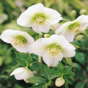 Helleborus niger White 17 cm Pot