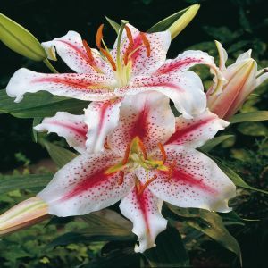 Orientaalse Lelie Stargazer x 3