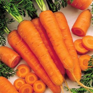 Wortelzaad Amsterdam Bak 2