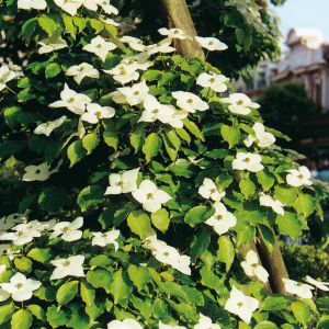 Cornus florida Bartons Wit (Kornoelje)