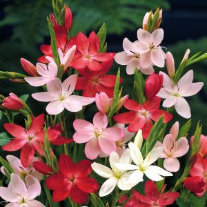 Schizostylis coccinea (Kafferlelie)