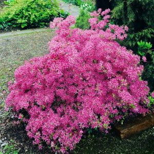 Azalea Mollis Roze