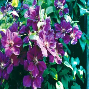 Clematis Jackmannii