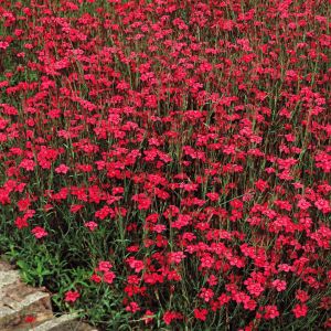 Dianthus deltoides Red  9 cm pot
