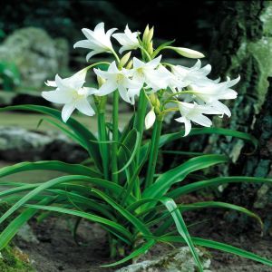 Crinum powellii Wit (Tuinamaryllis)