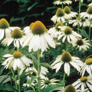 Echinacea Purpurea Alba Zonnehoed