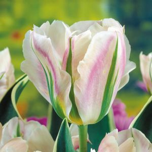 Tulpen Viridiflora China Town x 10