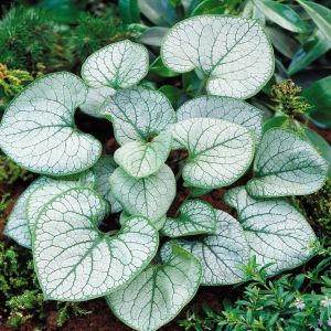 Brunnera macrophylla 'Jack Frost' 9 cm p