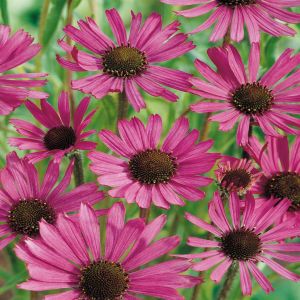 Echinacea purpurea Crimson Star x 3