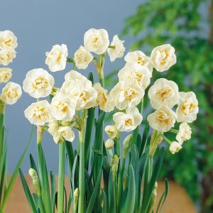 Narcissen Tazetta Bridal Crown x 10