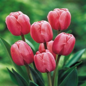 Tulip Darwin Hybrid Pink Impression x 10