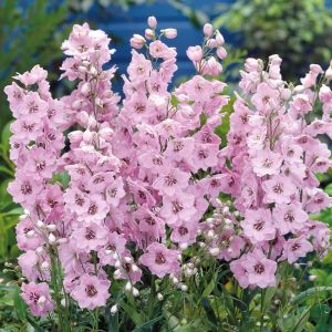 Delphinium hybride Pacific Giants x 3
