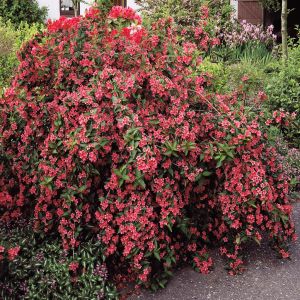 Weigela Bristol Ruby