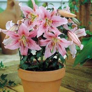 Lilium oriental Canberra 14/16 x 3