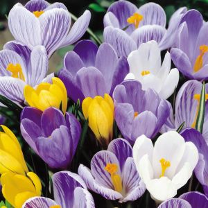 Crocus  Vernus Mix x 20
