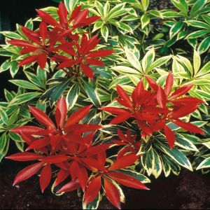 Pieris Flaming Silver (Rotsheide)