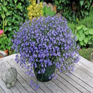 Lobelia Riccardii