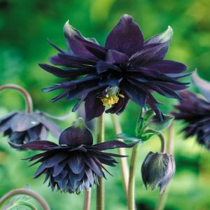 Aquilegia Black Barlow x 3