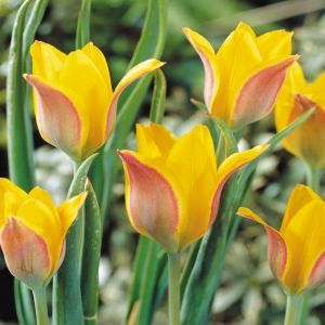 Tulpen Species Kolpakowskiana x 10