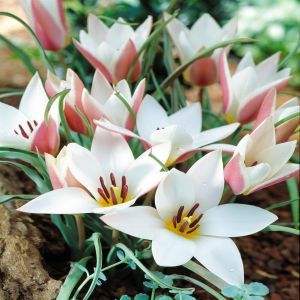 Tulpen species Lady Jane (Wilde Tulp) x 10