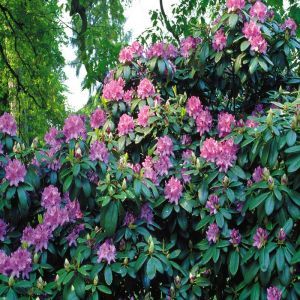 Rhododendron Catawbiense Blauw