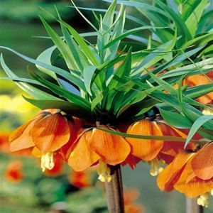Fritillaria imperialis Aurora