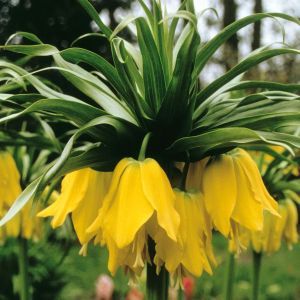 Fritillaria imperialis lutea