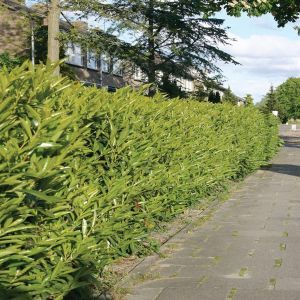 Prunus Laurocerasus Caucasica x 5