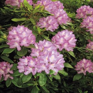 Rhododendron Alice