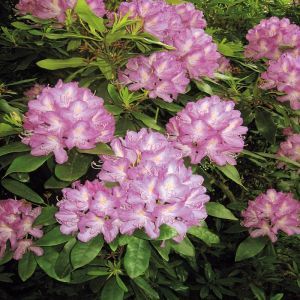 Rhododendron Alice