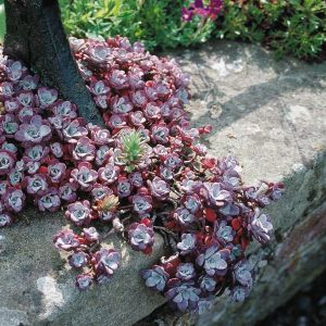 Sedum spathulifolium Cape Blanco x 3