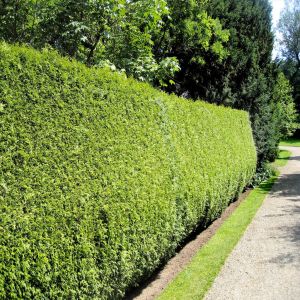 Thuja Occidentalis Brabant Levensboom