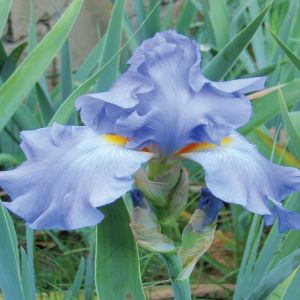 Iris germanica Metal Blue (Baardiris)