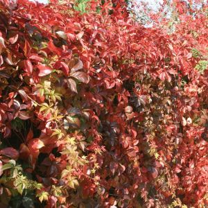 Parthenocissus Veitchii C