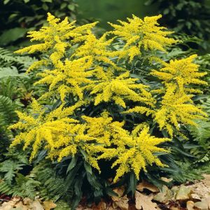 Solidago virgaurea (Guldenroede) x 3