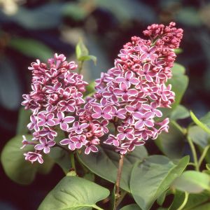 Syringa vulgaris Sensation Roze