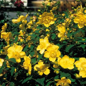 Hypericum Hidcote (Hertshooi)