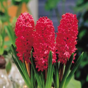 Hyacinth Jan Bos x 5