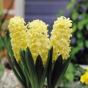 Hyacinth Geel14/15 x 5