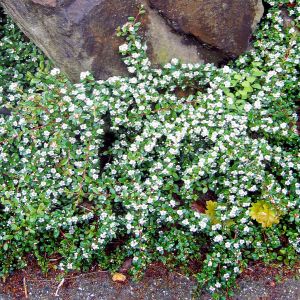 Cotoneaster suecicus Coral Beauty