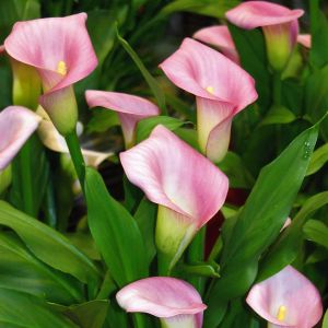 Zantedeschia Calla Santa Fe