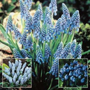 Muscari Blauwe Druiven Collectie