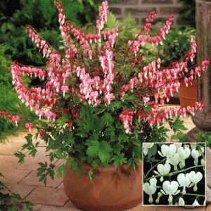 Dicentra Collection