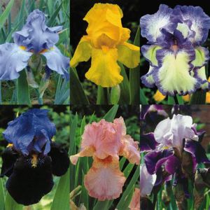 Iris Barbatus Collectie Baardirissen A