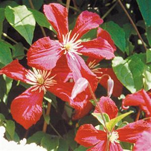 Clematis Madame Julia Corevon