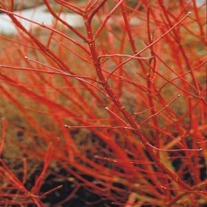 Cornus alba Sibirica Variegata Kornoelje