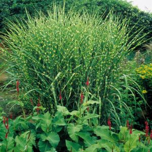 Miscanthus sinensis Zebrinus (Zebragras)