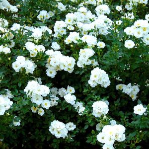 Ground Covering Rose Swany